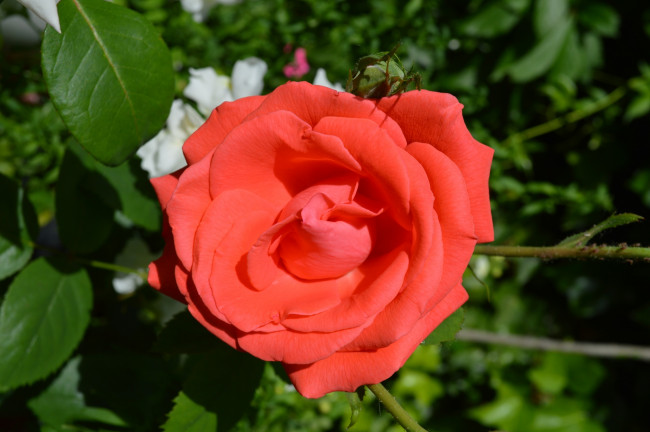 Обои картинки фото цветы, розы, персиковая, роза, макро