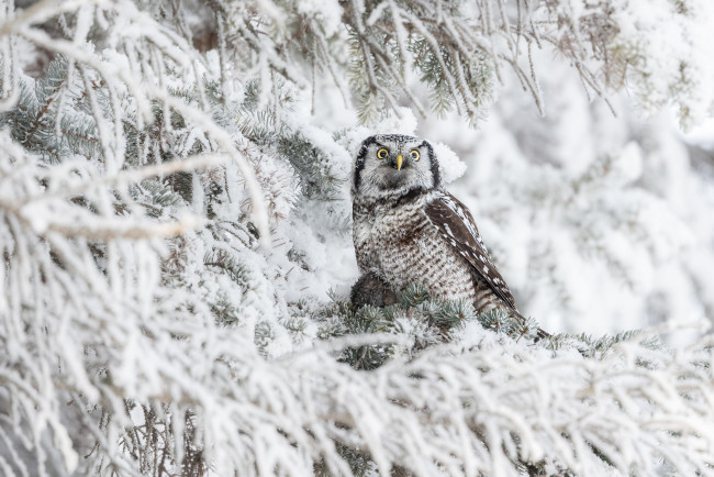 Обои картинки фото животные, совы, сова