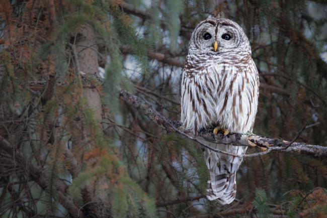 Обои картинки фото животные, совы, сова