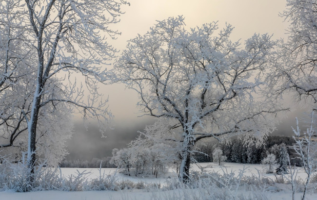 Обои картинки фото природа, зима, снег