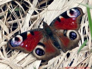 обоя животные, бабочки