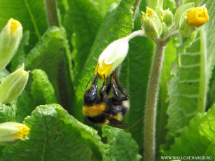 Картинка животные пчелы осы шмели