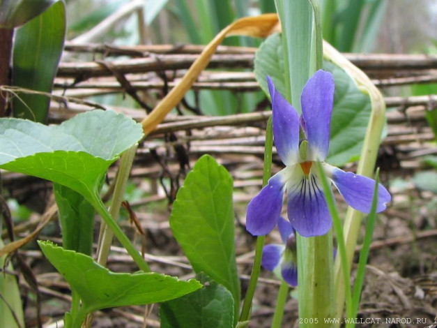 Обои картинки фото цветы, фиалки