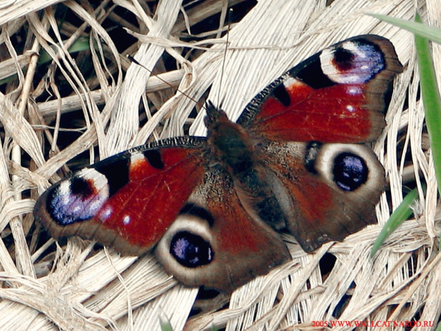 Обои картинки фото животные, бабочки