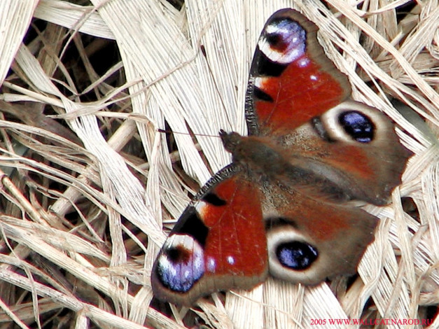 Обои картинки фото животные, бабочки