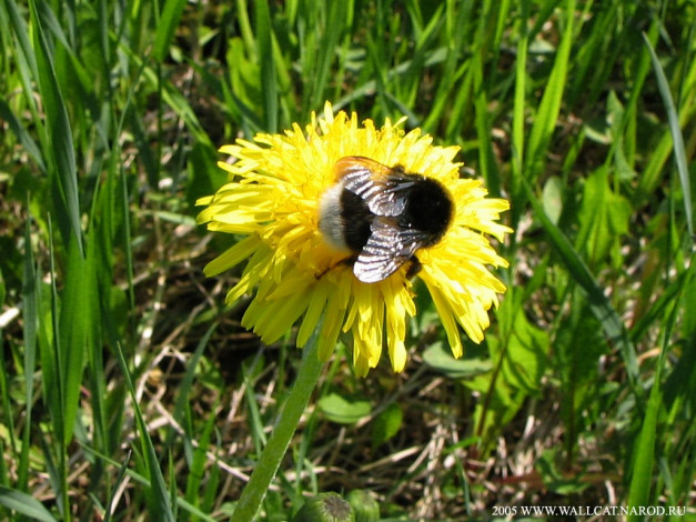 Обои картинки фото животные, пчелы, осы, шмели