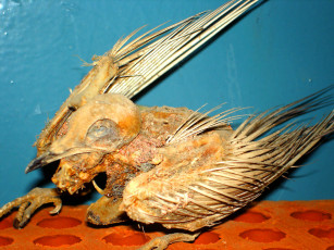 обоя разное