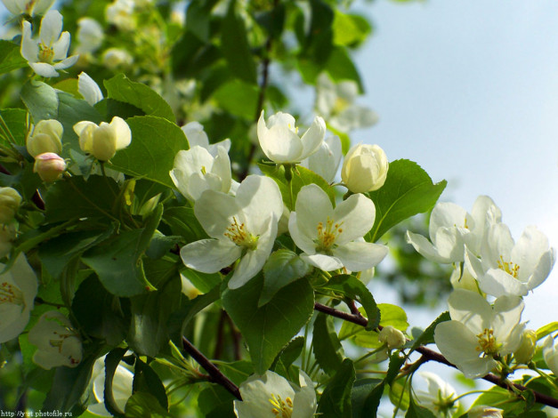 Обои картинки фото снова, весне, цветы, цветущие, деревья, кустарники