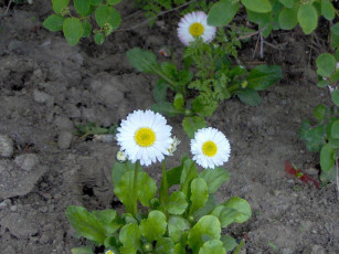 Картинка цветы маргаритки