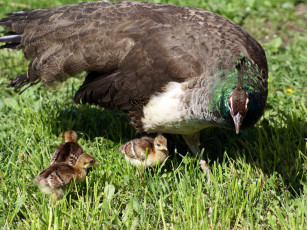 Картинка курочка павлина цыплятами животные павлины