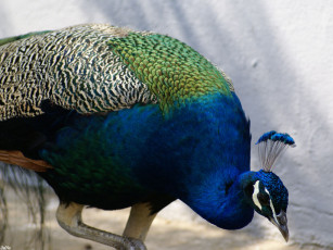 Картинка павлин животные павлины