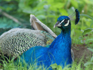 Картинка павлин животные павлины