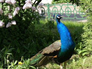 Картинка павлин животные павлины