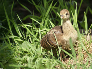 Картинка птенец павлина животные павлины