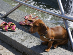 Картинка жара городе животные собаки