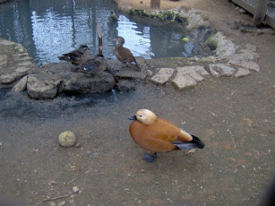 Картинка животные утки