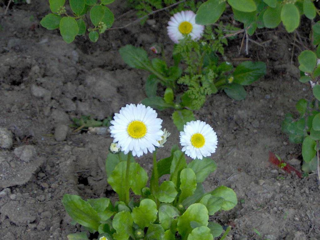 Обои картинки фото цветы, маргаритки