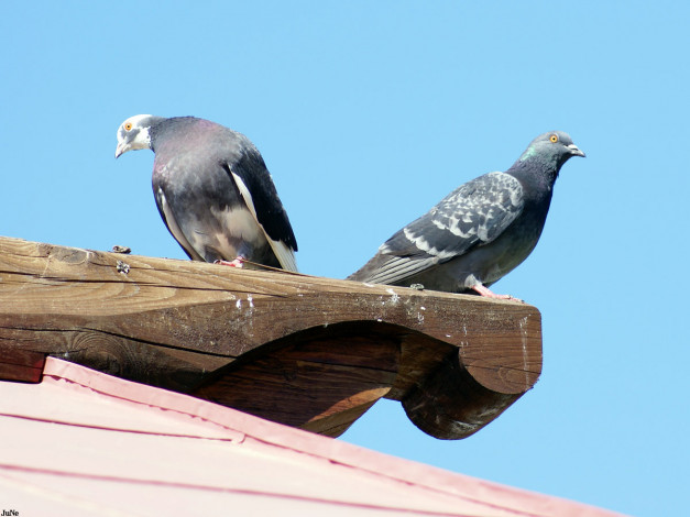 Обои картинки фото голуби, животные