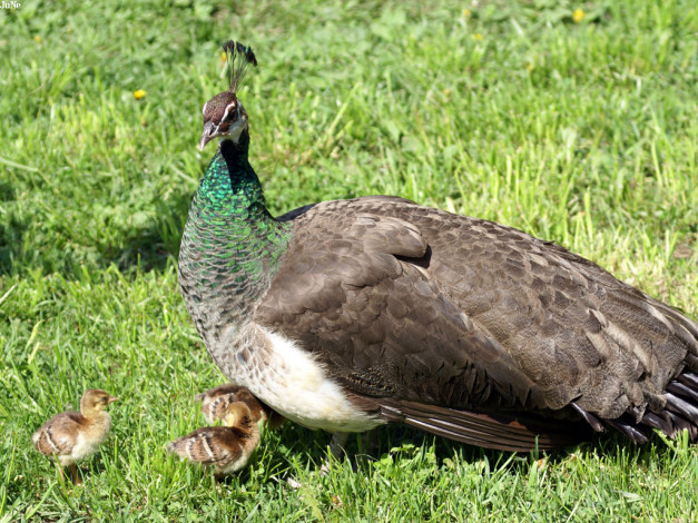 Обои картинки фото курочка, павлина, цыплятами, животные, павлины