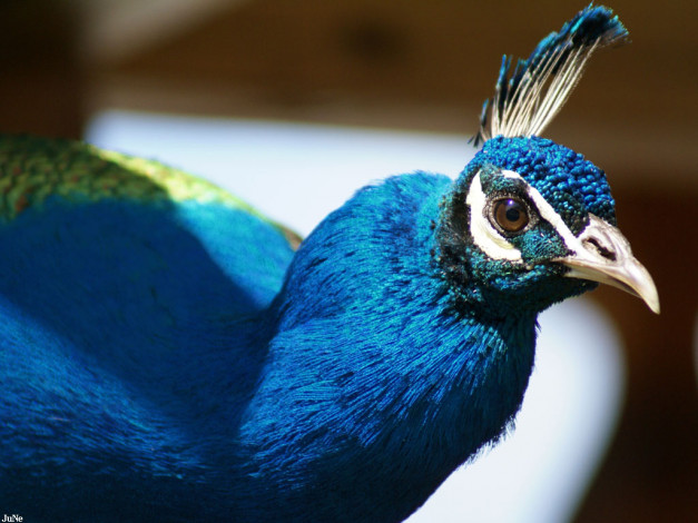 Обои картинки фото павлин, животные, павлины