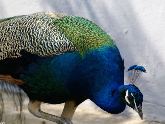 Обои картинки фото павлин, животные, павлины