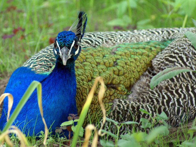 Обои картинки фото павлин, животные, павлины