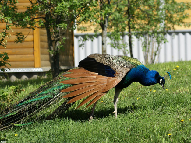 Обои картинки фото павлин, животные, павлины