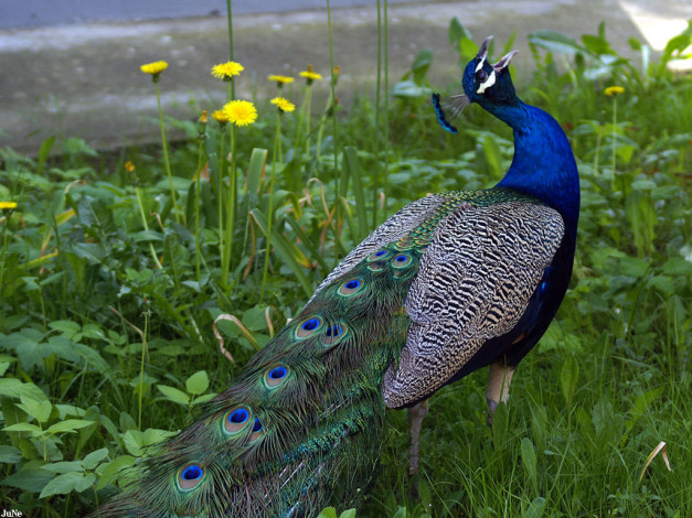 Обои картинки фото павлин, животные, павлины