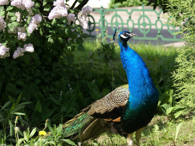Обои картинки фото павлин, животные, павлины