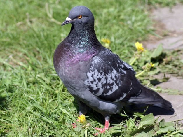 Обои картинки фото редка, птица, животные, голуби