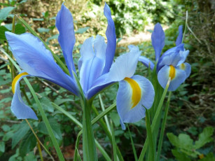 Картинка цветы ирисы голубой