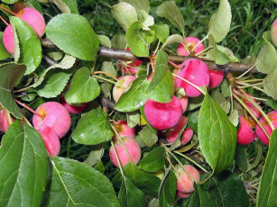 Картинка природа плоды яблоки ветка