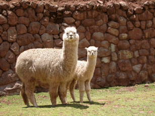 Картинка животные ламы