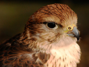 Картинка животные птицы хищники