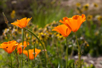 Картинка цветы эшшольция