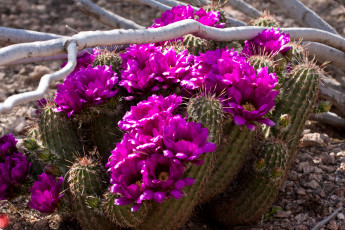 Картинка цветы кактусы