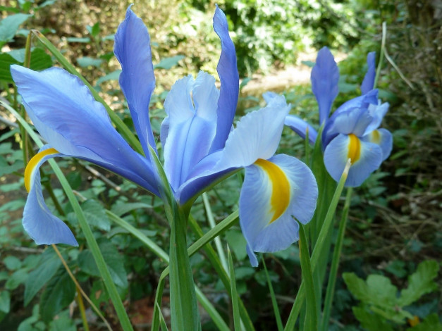Обои картинки фото цветы, ирисы, голубой