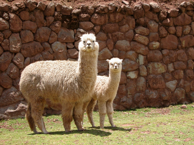 Обои картинки фото животные, ламы