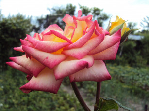 Картинка цветы розы лепестки