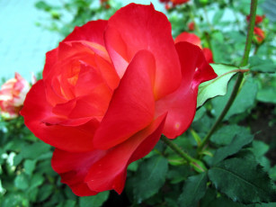 Картинка цветы розы роза