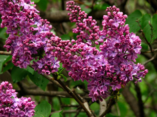 Картинка цветы сирень