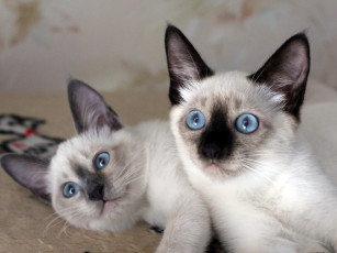 Картинка животные коты котята сиамские