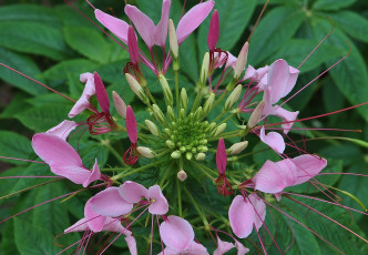 Картинка цветы клеомы розовый макро красота зелень цветок
