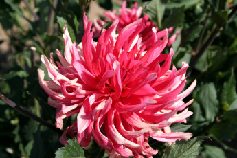 Картинка цветы георгины