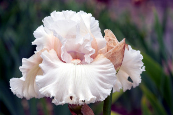 Картинка цветы ирисы бежевый лепестки кремовый