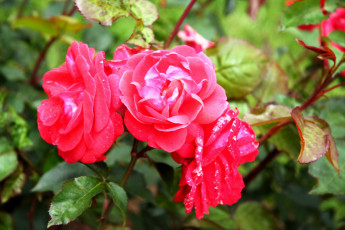 Картинка цветы розы