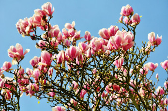 Картинка цветы магнолии розовый