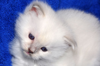 Картинка животные коты котенок