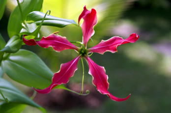 обоя цветы, глориоза, красный, лепестки