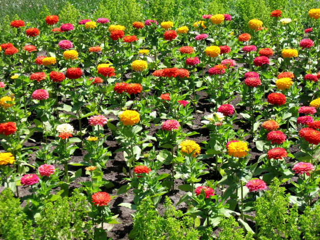 Обои картинки фото цветы, цинния, циннии